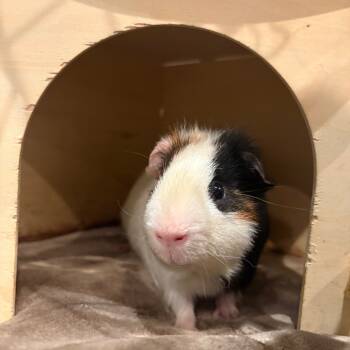 Rescue Guinea Pig Guinea Pigs for Adoption in South Burlington, Vermont - Cosmic Brownie | PetCurious